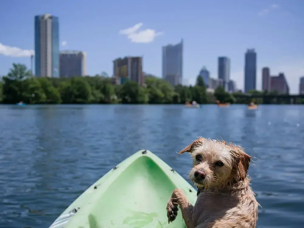 Dog-friendly Austin outing for active Zilker dogs