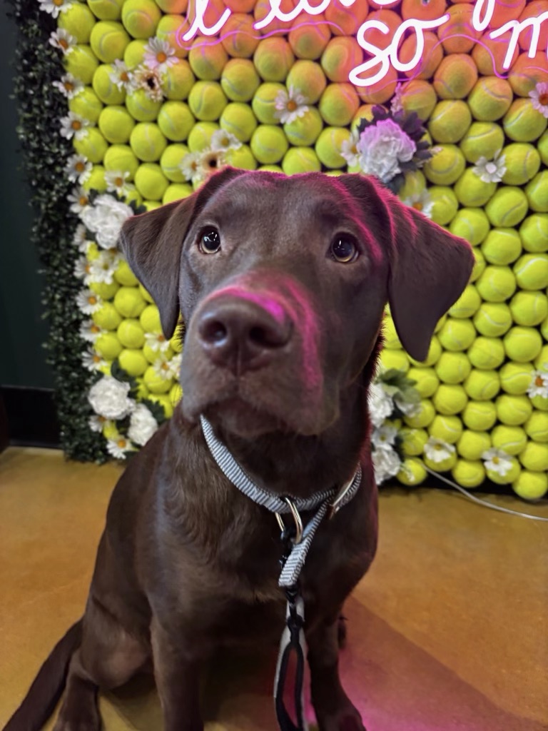 Natural pet food selection at Earthwise Pet South Lamar