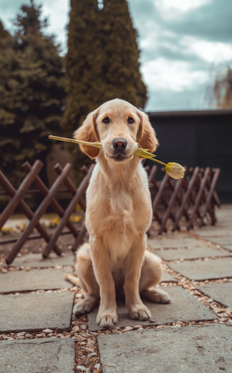 Raw dog food transition guide