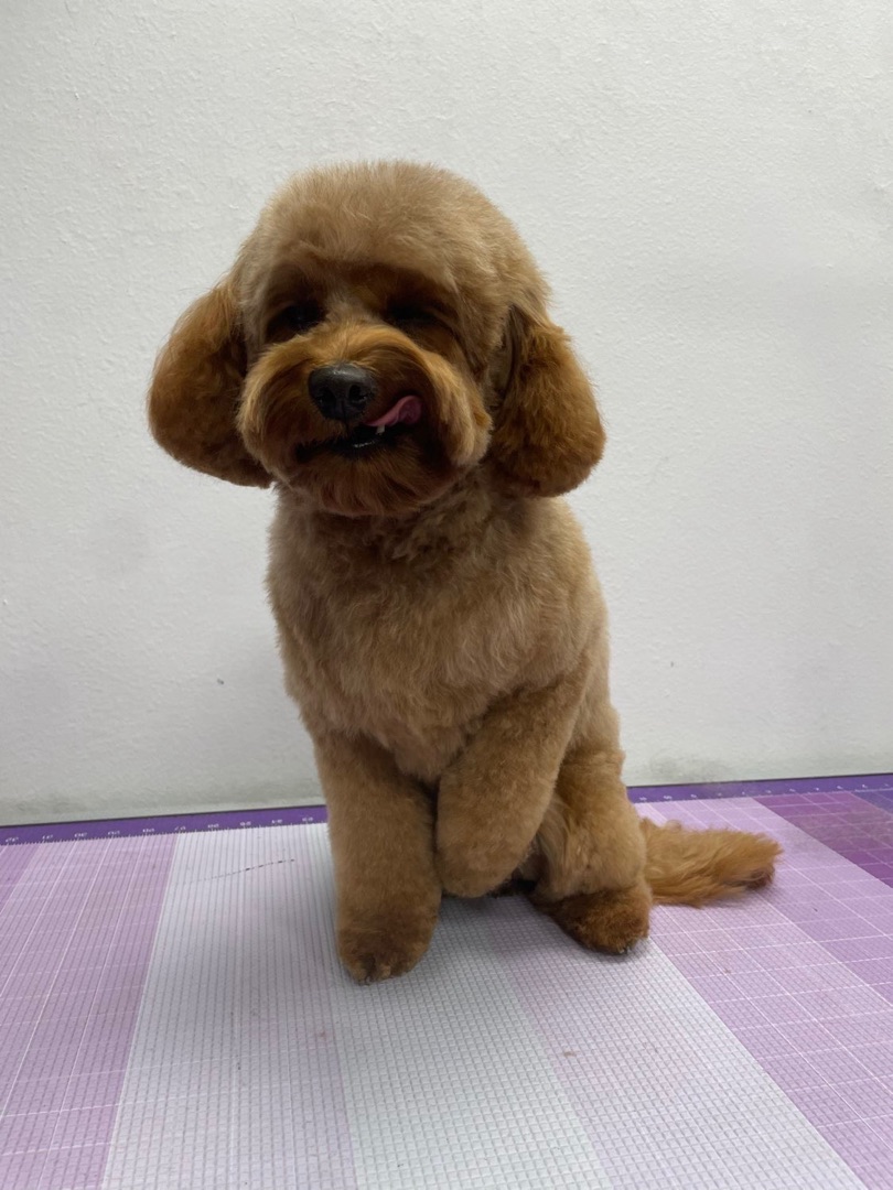 Freshly groomed dog at Earthwise Pet South Lamar