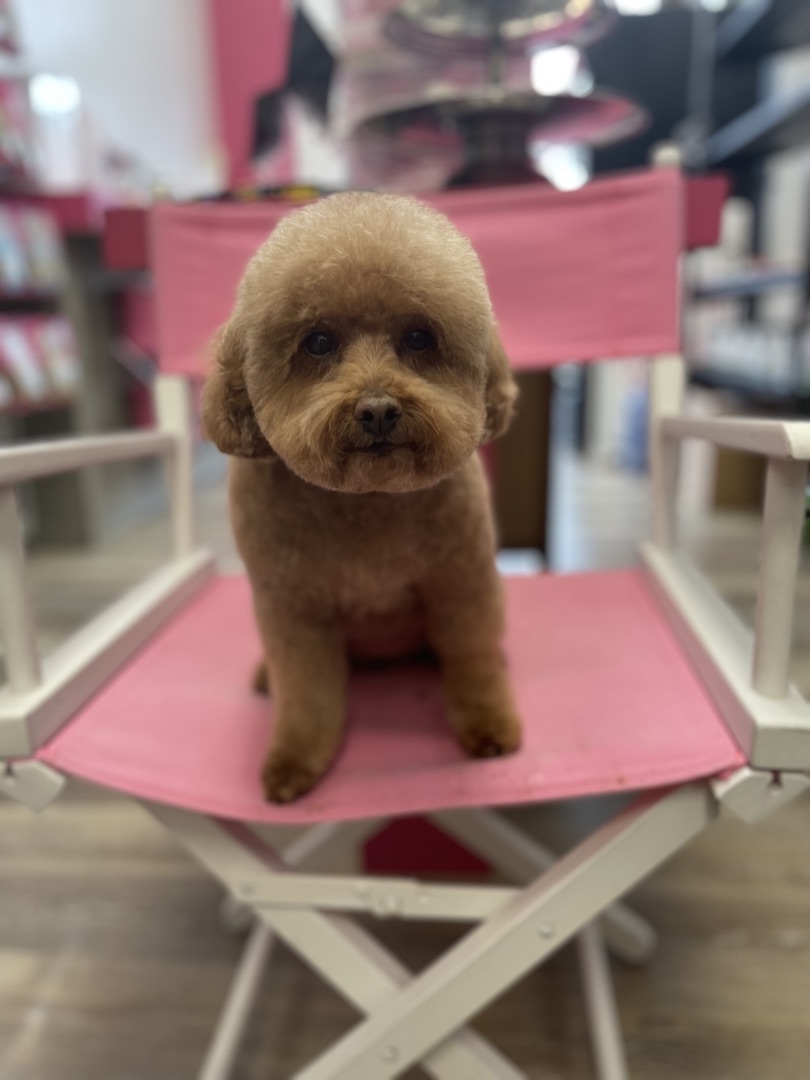 Pet food section at Earthwise Pet South Lamar