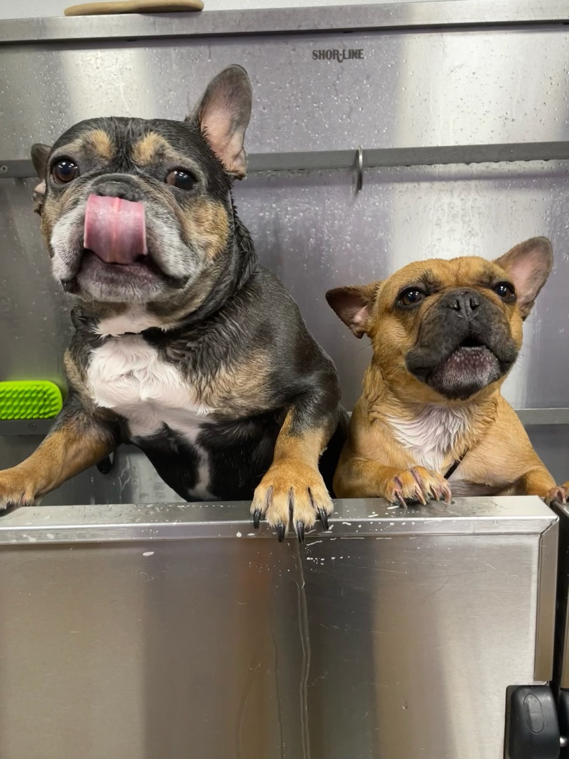 Happy dogs at Earthwise Pet South Lamar