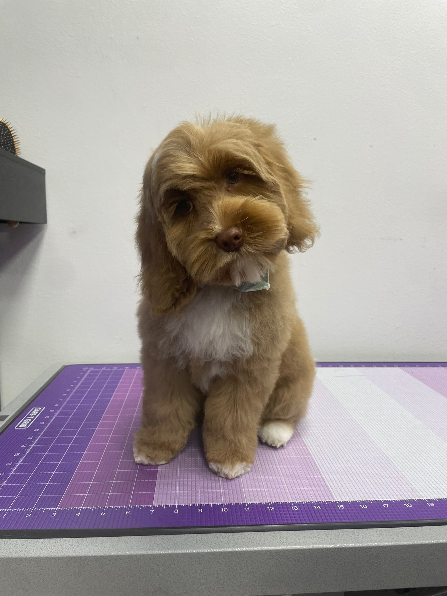 Freshly groomed dog at Earthwise Pet South Lamar grooming spa