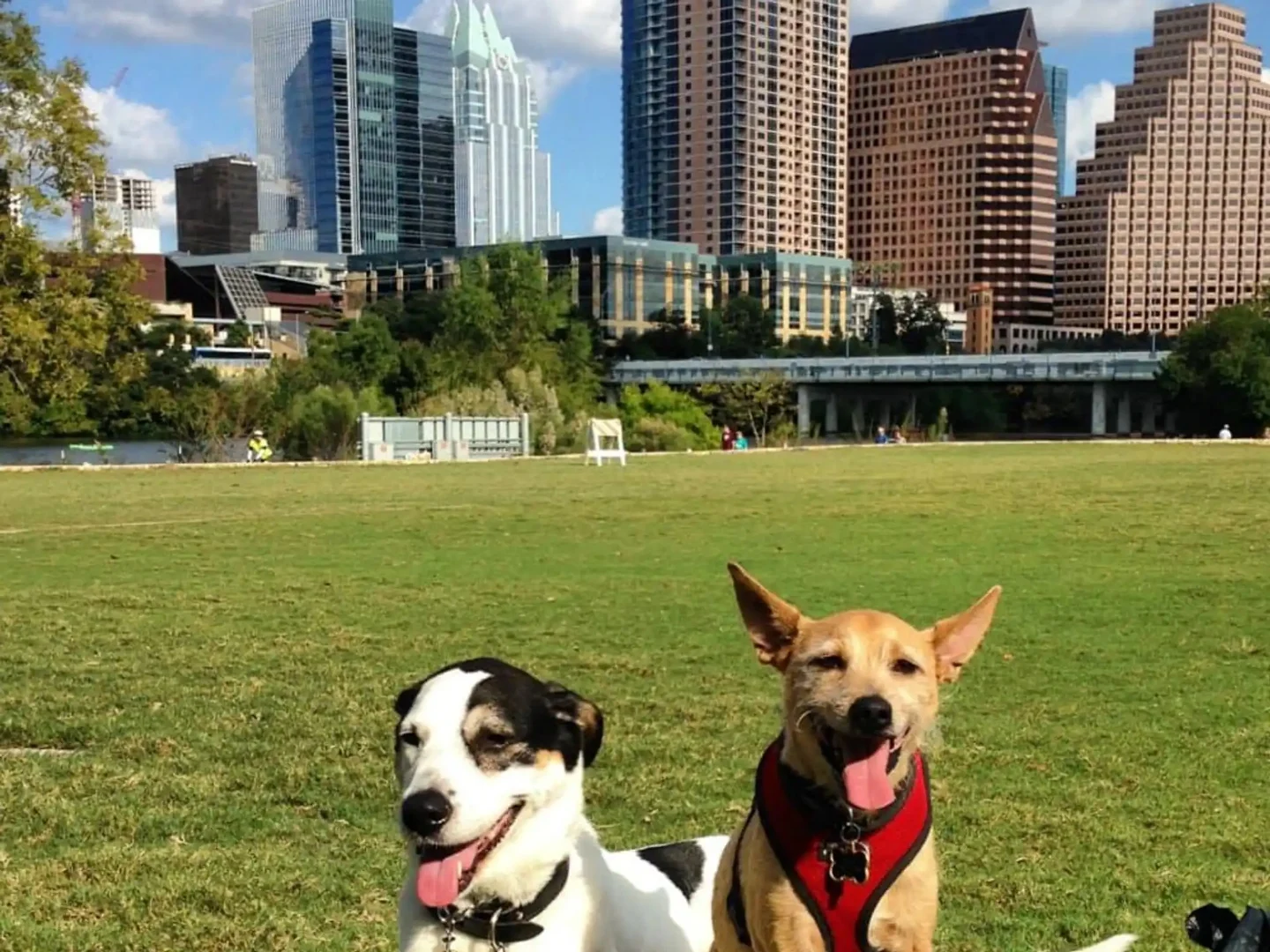 Two Austin dogs enjoying the South Lamar neighborhood near the downtown skyline