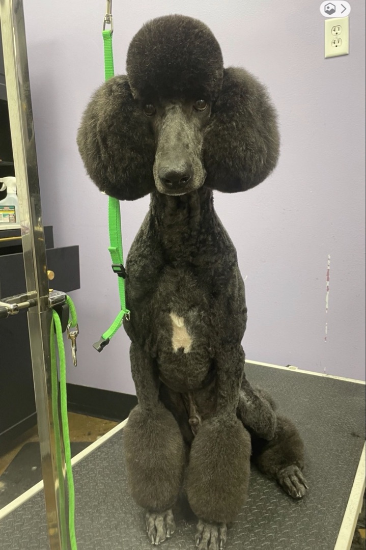 Groomed standard poodle at Earthwise Pet South Lamar